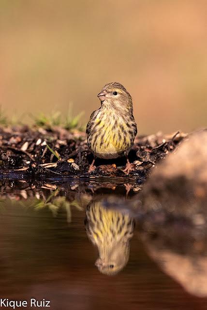 Verdecillo Verdecillo