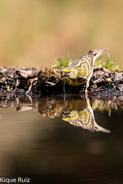 Verdecillo Verdecillo