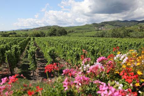 Alsace-Wine-Route.jpg.optimal ▷ 3 días en la ruta del vino de Alsacia