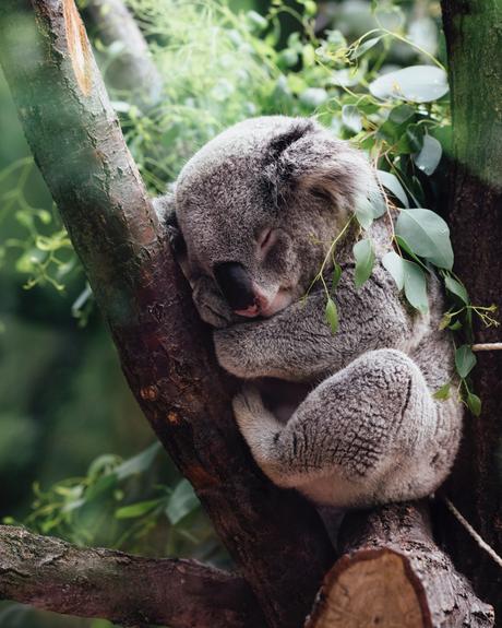 jordan-whitt-78672-unsplash ▷ Trayendo A-Beauty Home de Australia