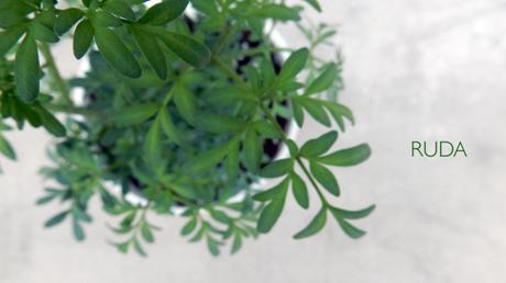Ruda.