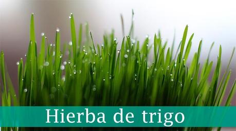 ¿Qué es y para qué se utiliza la hierba de trigo? hierba de trigo propiedades
