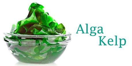 alga kelp superalimento