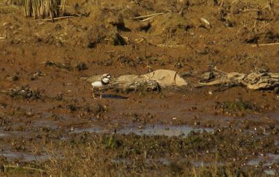COMBATIENTE Y CHORLITEJO CHICO EN GANDARIAS