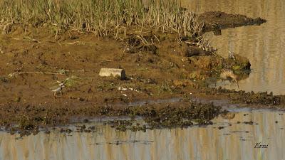 COMBATIENTE Y CHORLITEJO CHICO EN GANDARIAS