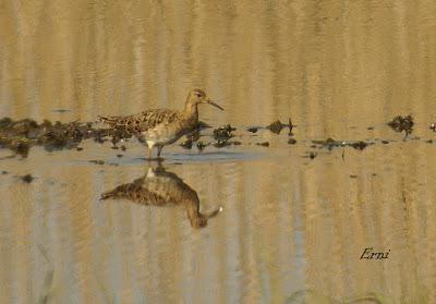 COMBATIENTE Y CHORLITEJO CHICO EN GANDARIAS