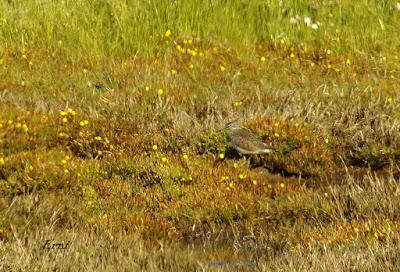COMBATIENTE Y CHORLITEJO CHICO EN GANDARIAS