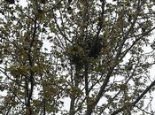 urracas mudan casa...