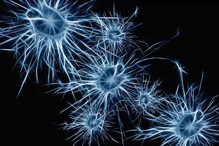 El cerebro adulto sí genera nuevas neuronas, según un nuevo estudio (investigación)