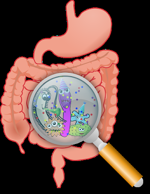 microbiota intestinal