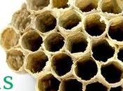 Própolis, súperalimento mejora defensas