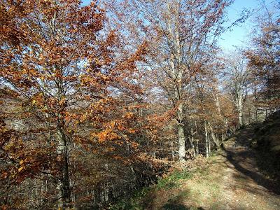 Taranes-Vallemoru