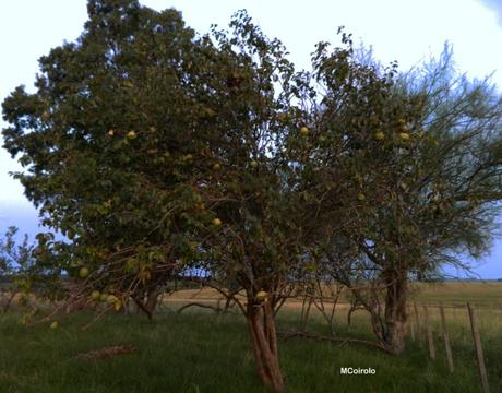 Árbol Membrillo