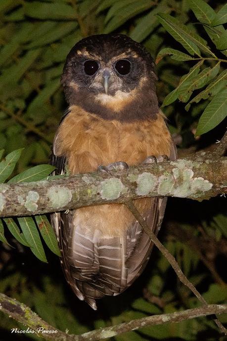 Lechuzón mocho chico (Tawny-browed Owl) Pulsatrix koeniswaldiana
