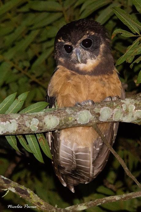 Lechuzón mocho chico (Tawny-browed Owl) Pulsatrix koeniswaldiana