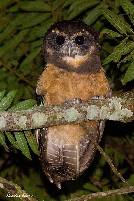 Lechuzón mocho chico (Tawny-browed Owl) Pulsatrix koeniswaldiana