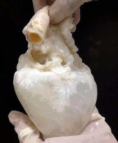 La gran aventura científica de crear un corazón bioartificial humano.