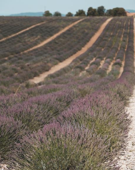 lavender-4 ▷ Dónde encontrar campos de girasol y lavanda en la Provenza