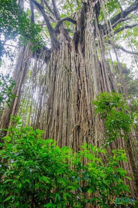 Curtain-figg-tree-Atherton-Tablelands-Queensland ▷ Comenta sobre la guía definitiva para conducir el camino de la sabana en Queensland por Joyce van Beek