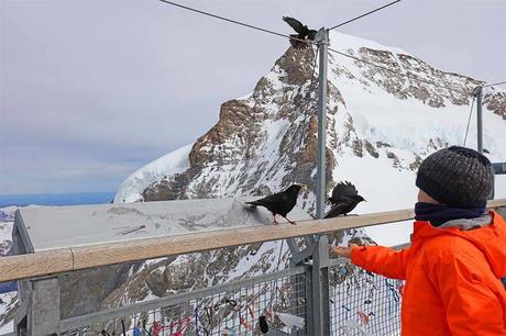 Feeding-birds-at-35km-height-Sphinx-Terrace-at-Jungfraujoch-in-Switzerland.jpg.optimal ▷ Visita Jungfraujoch, Top of Europe (increíble excursión de un día en Suiza)
