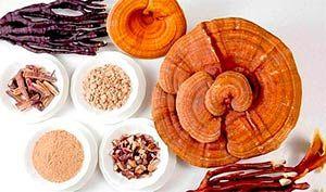 reishi superalimento
