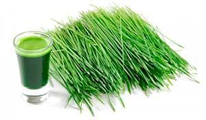 hierba de trigo superalimentos