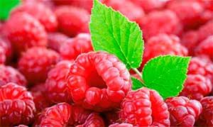 cetona de frambuesa superfood