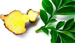 glucomanano raiz de konjac