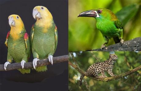 Estos animales únicamente viven en la Huasteca Potosina