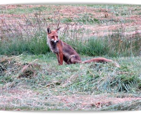 Saltemos con el zorro