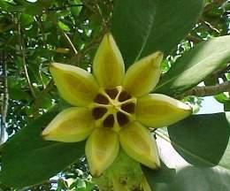 Cerro El Copey- Isla de Margarita- Venezuela