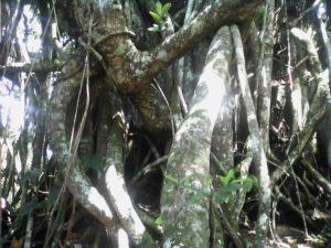 Cerro El Copey- Isla de Margarita- Venezuela