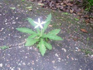 Cerro El Copey- Isla de Margarita- Venezuela