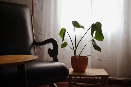 CÓMO INTEGRAR UNA MONSTERA EN TU DECORACIÓN