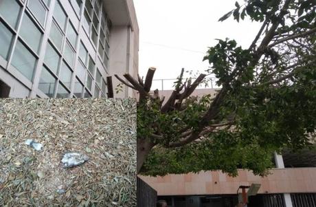 Podan árboles frente a edificios públicos de SLP y mueren aves