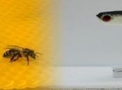 Abejas peces comunican entre robots