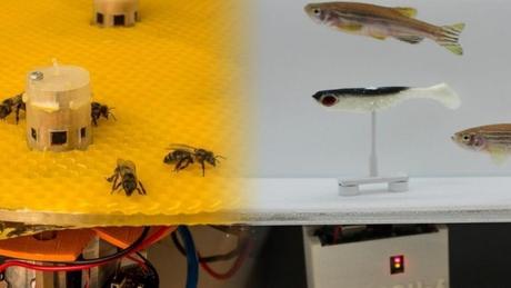 Abejas y peces se comunican entre sí con robots
