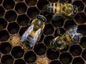 inquietante disminución abejas