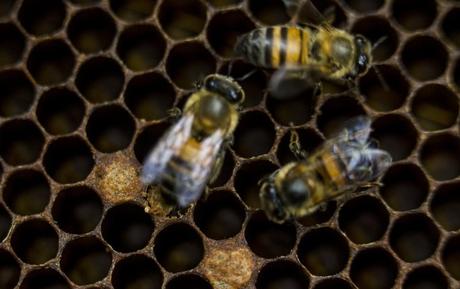 La inquietante disminución de las abejas