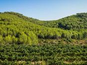 Viñas pinos