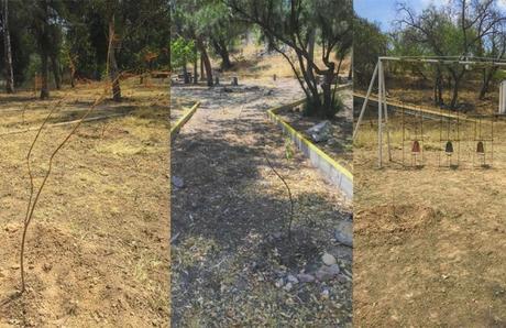 Piden una reforestación conciente para evitar muerte de árboles