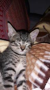 LO SIENTO (BORRADOR)