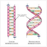 La topología del ADN