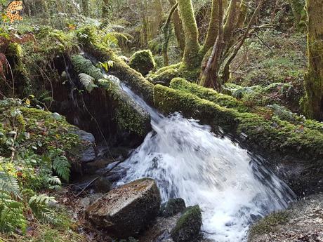 Ruta del Río Medio - Miño