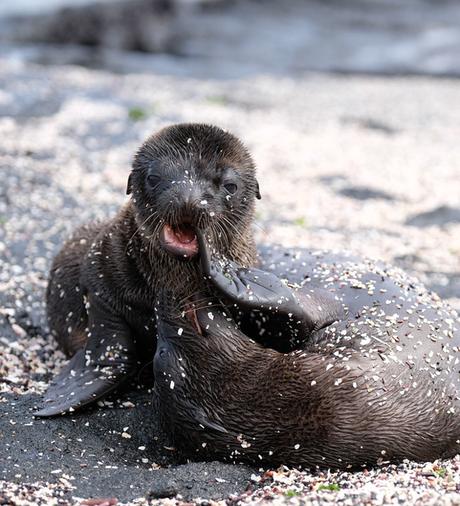 wildlife-2 ▷ Los mejores destinos de vida silvestre en el mundo