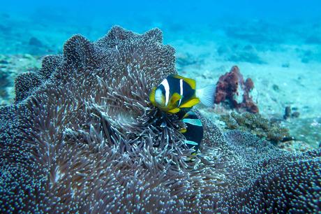 activities-1 ▷ Los mejores destinos de vida silvestre en el mundo