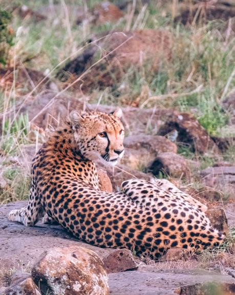 cheetah-in-kenya-e1554382062267 ▷ Los mejores destinos de vida silvestre en el mundo