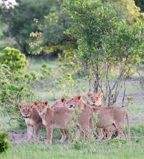 kenyaitinerary-5 ▷ Los mejores destinos de vida silvestre en el mundo