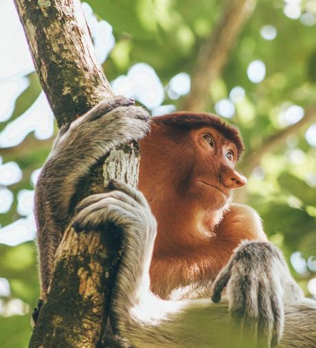 tonga-4 ▷ Los mejores destinos de vida silvestre en el mundo