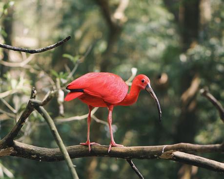 wildlife-11 ▷ Los mejores destinos de vida silvestre en el mundo